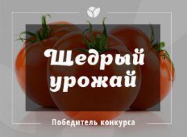 Секреты щедрого урожая помидор