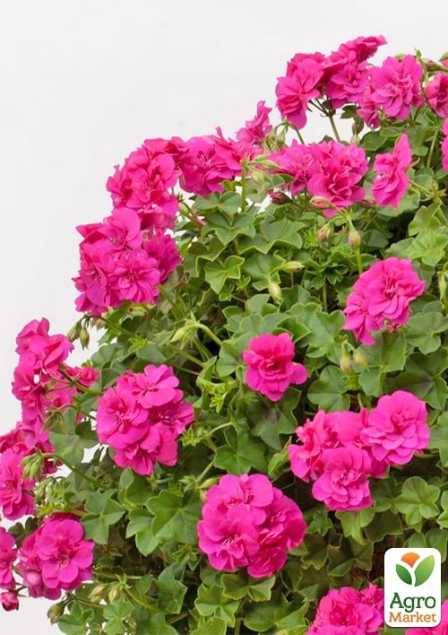 Пеларгония ампельная "Amy" (контейнер № 10, высота 10-20 см) - фото 2