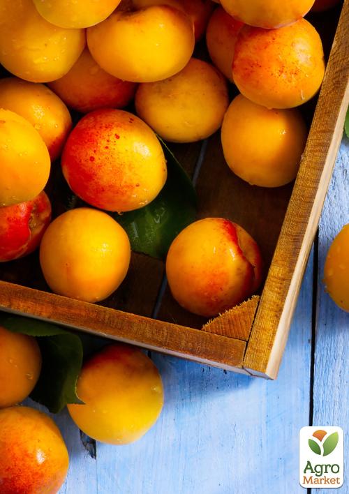 Абрикос "Спринг Блаш" (крупноплодный сорт, ранний срок созревания)