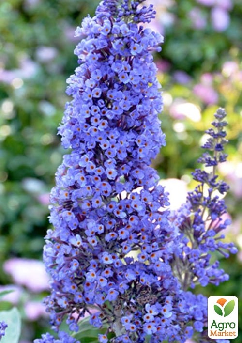 Буддлея Давида "Adonis Blue" С3, висота 20-40см - фото 3