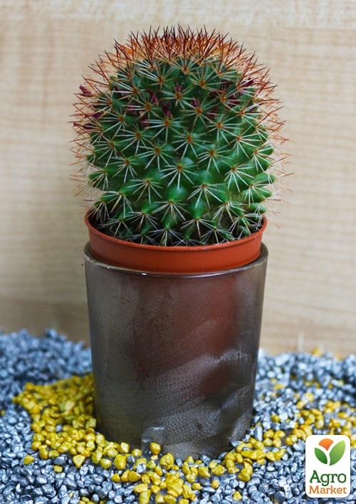 Кактус "Мамілярія" (Mammillaria elegans) (Нідерланди)