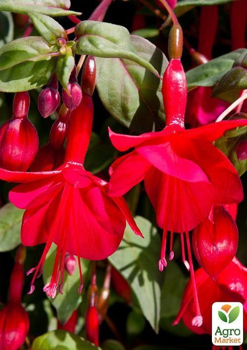 Фуксия ампельная "Marinka" (контейнер № 10, высота 5-10 см) - фото 3