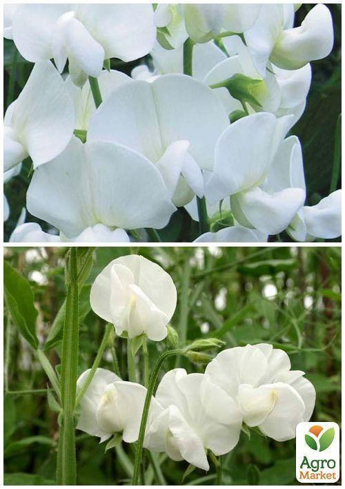 На вагу Духмяний горошок "Снігова  перлина" ТМ "Весна" ціна за 4г - фото 2