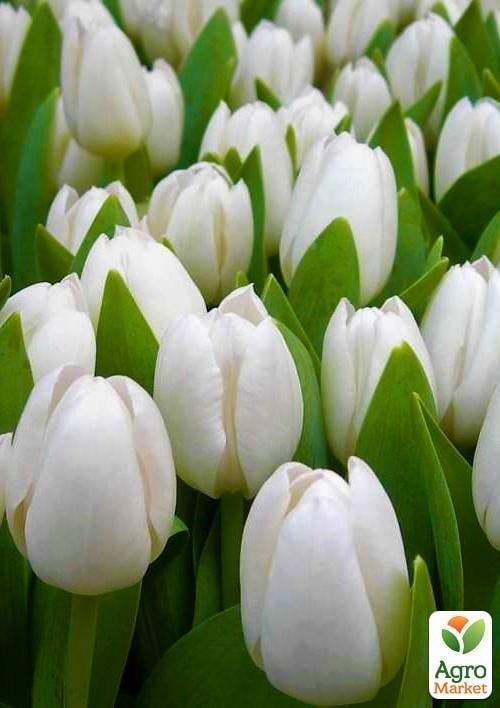 Тюльпан "Royal Virgin" 3шт в упаковке