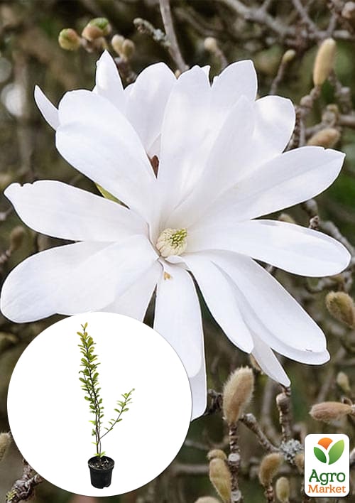 Магнолія 4-х річна "Stellata" (висота 80-110см)