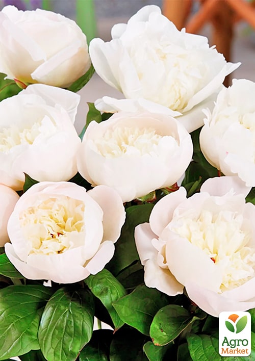 Пион Патио "White" - фото 2