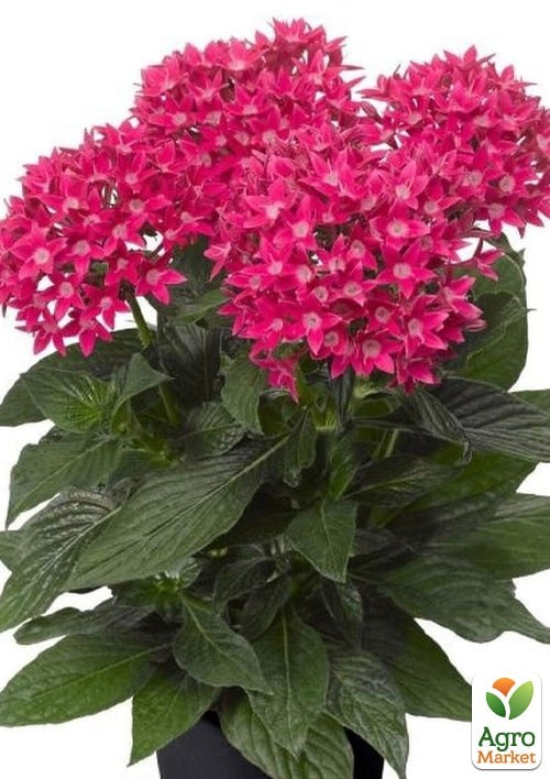 Пентас "Лаки Стар F1" виолет ТМ "Vesna Exclusive" 3шт - фото 2