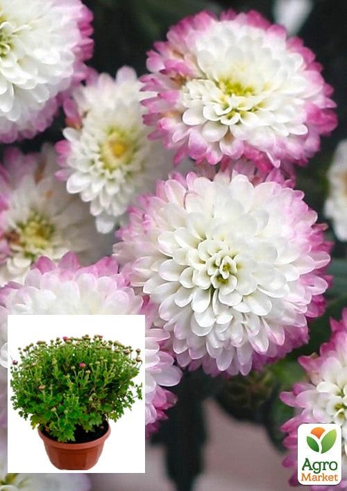 Хризантема Садовая "White With Pink Edge" (высота 30-50см)