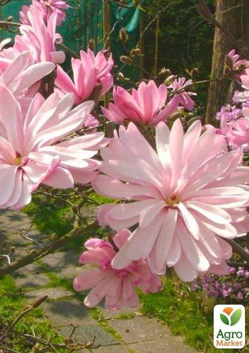 Магнолія 3-х річна стеллата "Rosea" (висота 40-50см) - фото 5