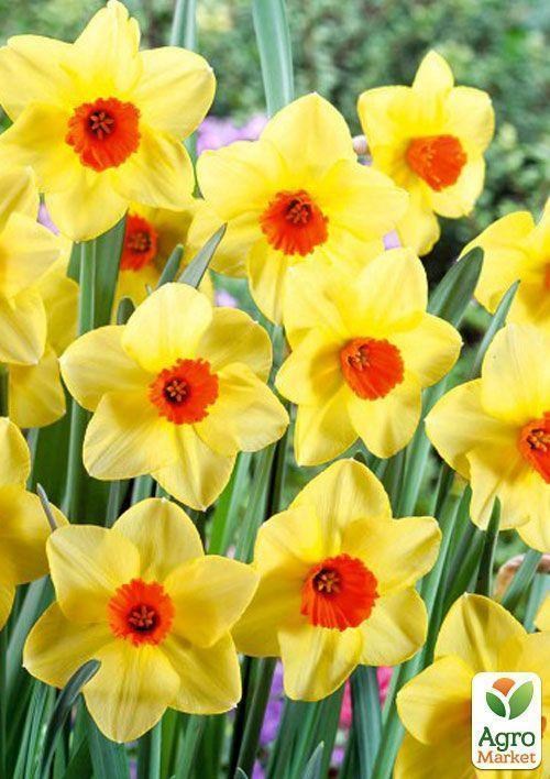 Нарцис "Martinette" 2шт в упаковці