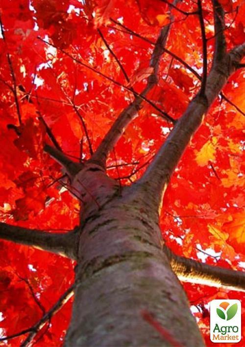 Дуб ярко-красный "Quercus rubra" (устойчив к вредителям и болезням) высота 20-50см - фото 5