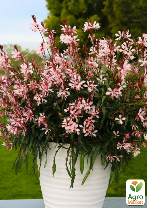 Гаура Линдхеймера Gaudi "Medium Pink" (эффектный многолетник)