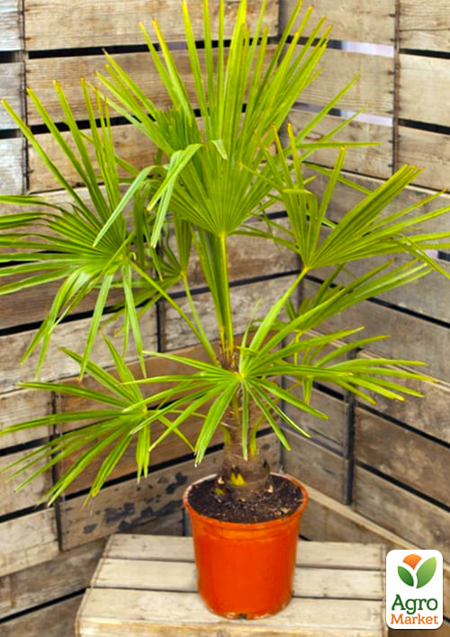 LMTD Трахікарпус "Fortunei" висота 20-40см