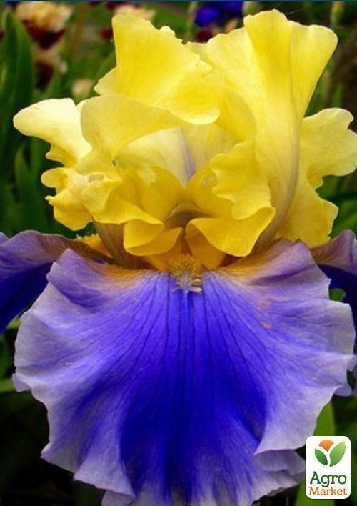 Ирис бородатый крупноцветковый "Edith Woolford"  1шт в упаковке