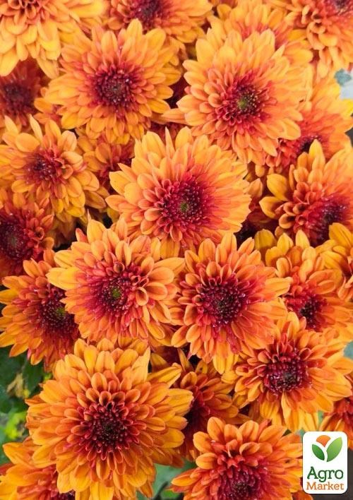 Хризантема  "Avalon Orange" (мультифлора)