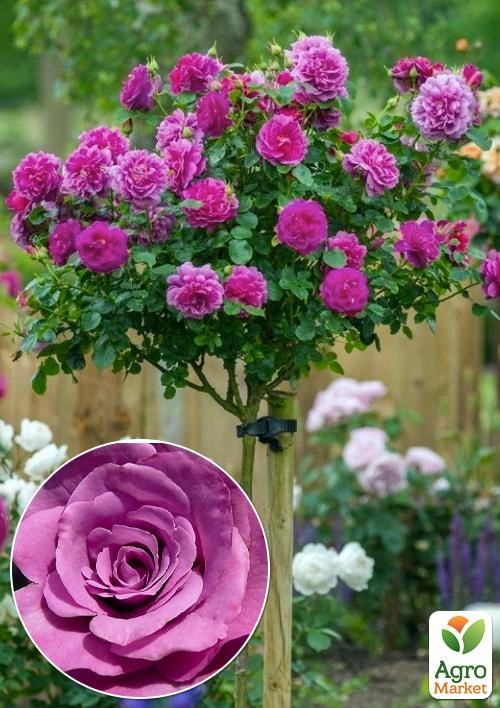 Окулянти Троянди на штамбі «Indigoletta»