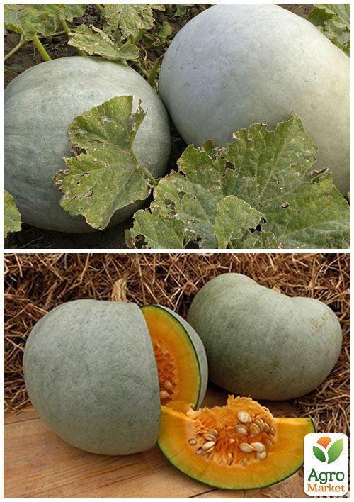 На вагу Гарбуз "Волзький сірий" ТМ "Весна" ціна за 10г - фото 4