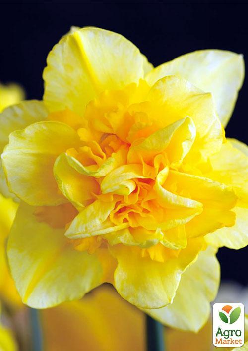 Нарцис "Dick Wilden" (розмір 10/12, великий)