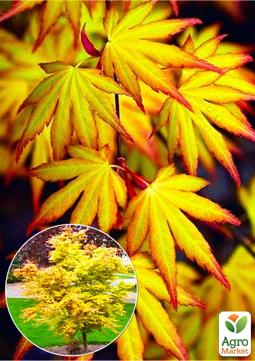 Клен японский пальмолистный "Катсура" (Acer pal. "Katsura") контейнер Р9