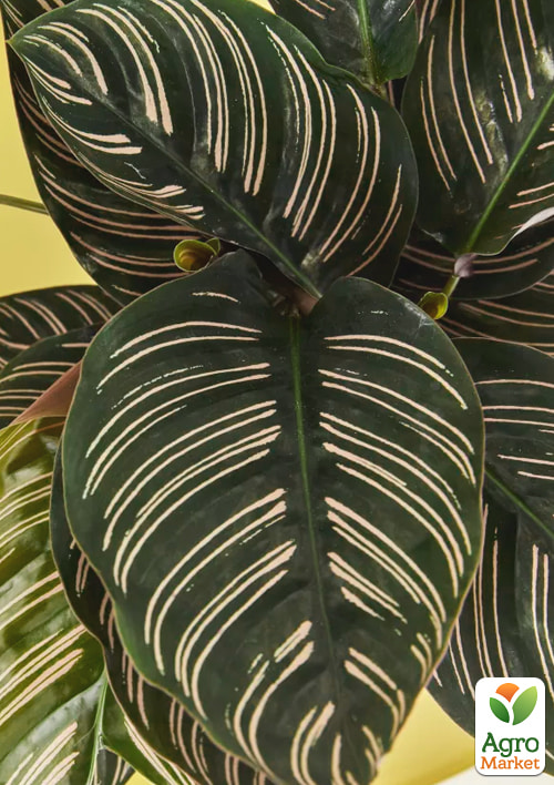 Калатея "Sanderiana" высота 35-45см - фото 5