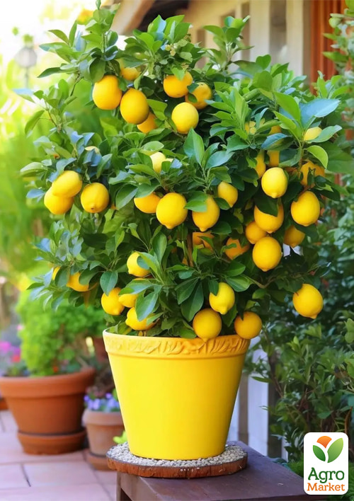 LMTD Лимон "Meyeri" (рослина 2 роки) висота 20-30см - фото 6