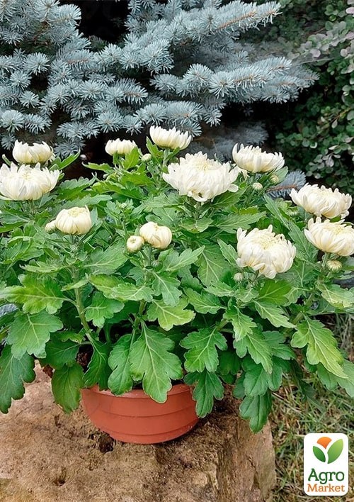 Хризантема  "Komodo Blanc" (низкоросла крупноквіткова) - фото 2