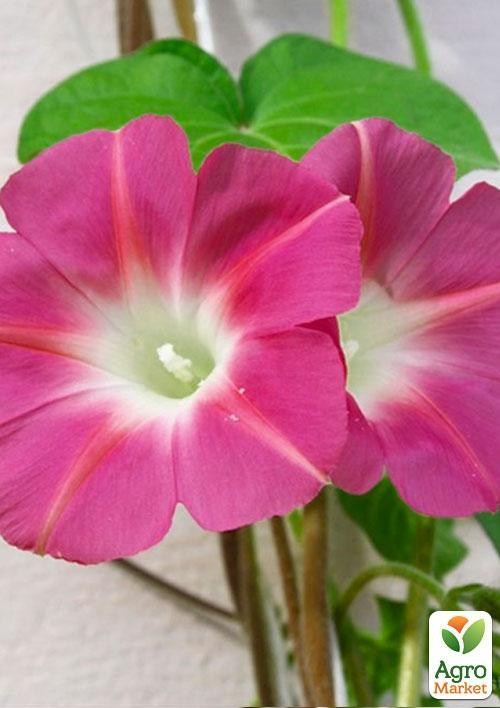 Іпомея "Рожева" (Зипер) ТМ "Весна" 1г - фото 3