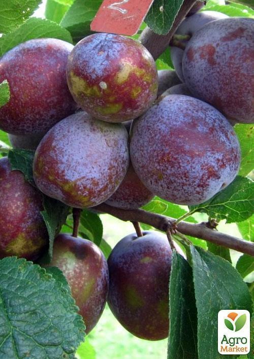 Слива "Карпатия" (летний сорт, средний срок созревания)
