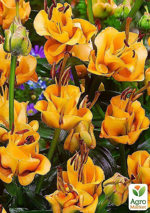 Лілія "Apricot Fudge" (Лілія-троянда) 1шт в упаковці - фото 4