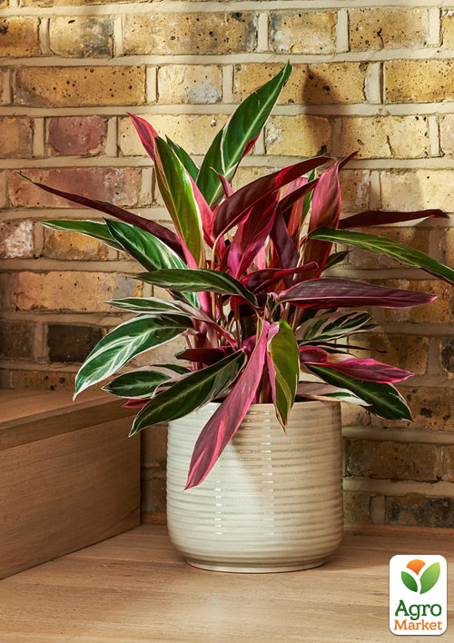 Калатея "Triostar" высота 30-40см