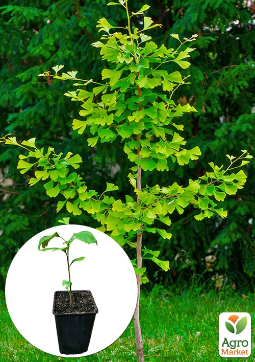 LMTD Гінкго Білоба (висота 20-30см)