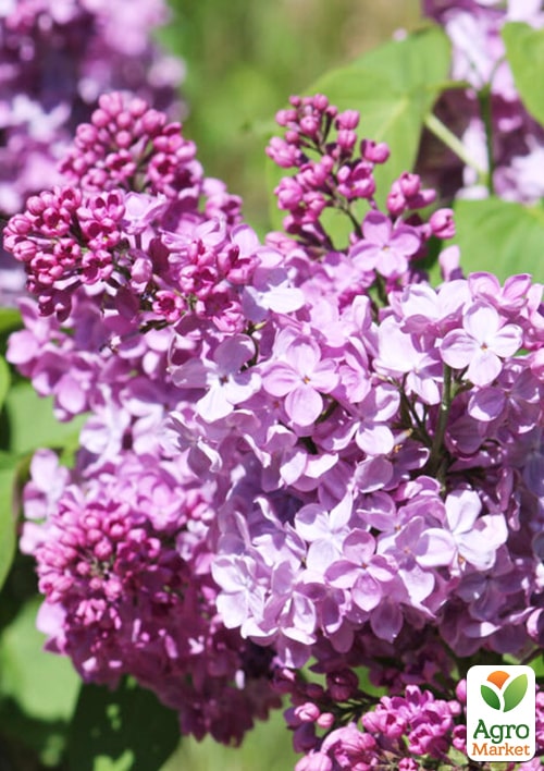 Бузок звичайний "Полтава" - фото 5