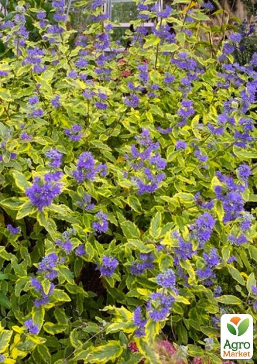 Каріоптеріс "Summer Sorbet" - фото 3