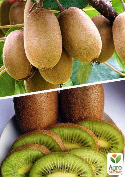 Ківі (Хейворд + Мальбек) 2 в 1 хлопчик + дівчинка 2 саджанця