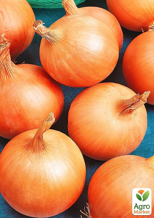 Цибуля "Галичанка" (Зіпер) ТМ "Весна" 3г