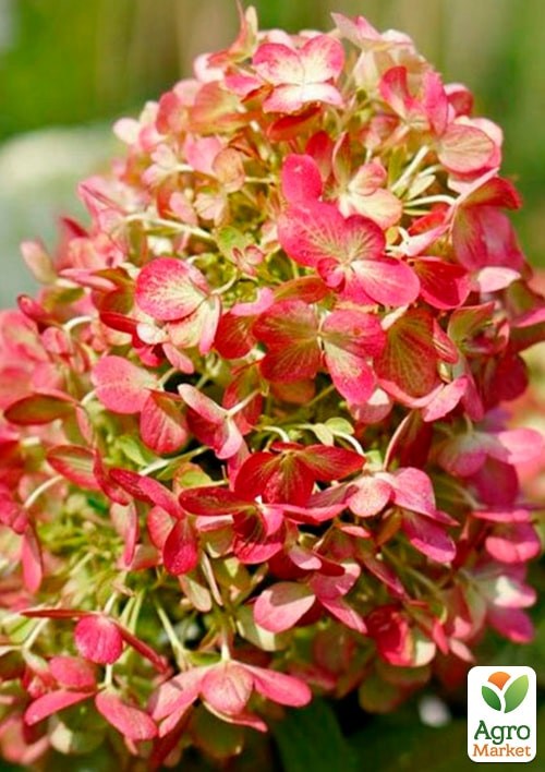 Гортензия 3-х летка метельчатая "Graffiti" - фото 3