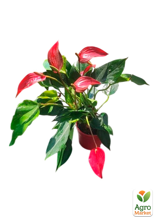Антуриум (Anthurium) "Lili Red" высота 40-50см