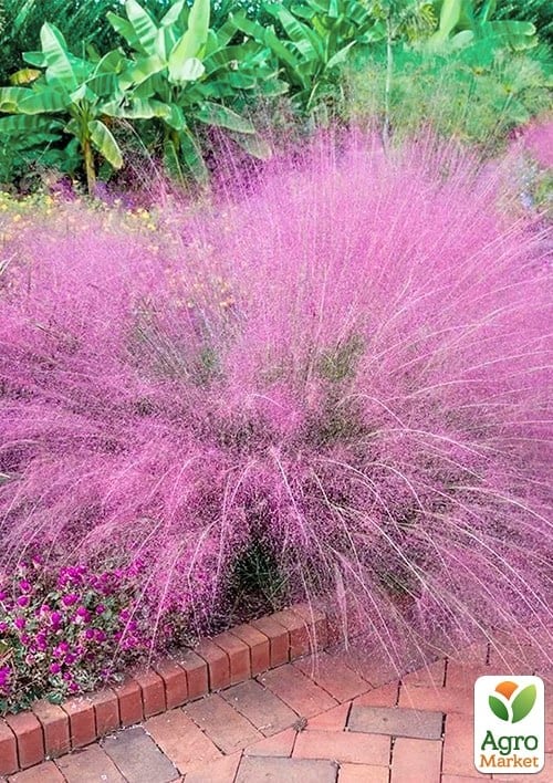 Мюленбергия "Muhlenbergia capillaris" вазон С2 - фото 2