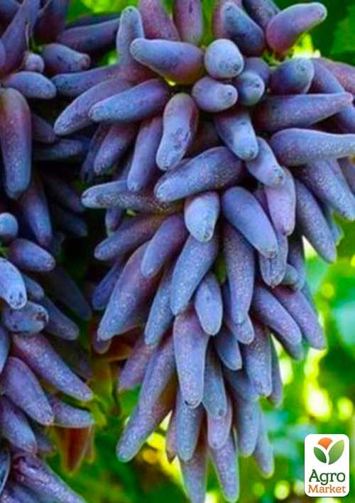 Виноград "Ведьмины пальцы" (Witch Fingers) (уникальный сорт)