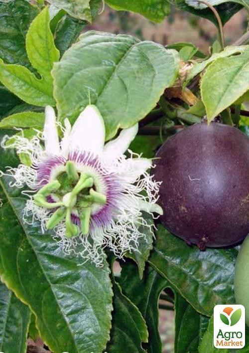 Маракуйя "Топаз" ТМ "Vesna Exclusive"3шт