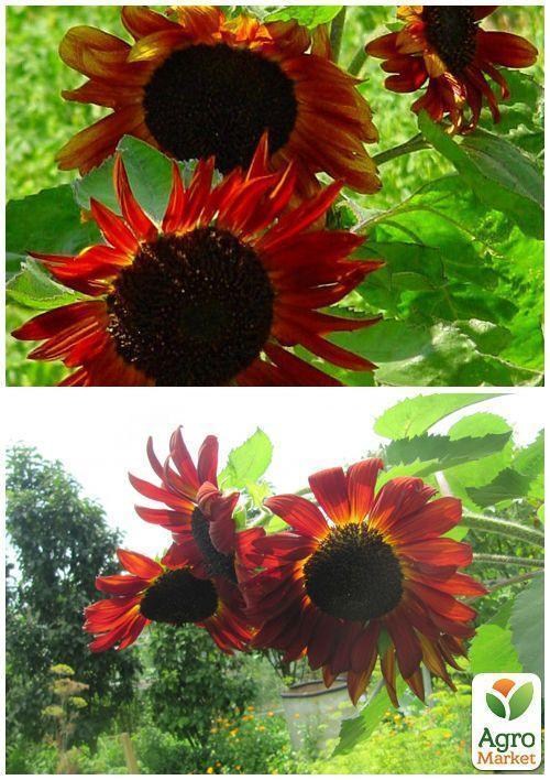 На развес Подсолнечник "Гелиантус" ТМ "Весна" цена за 3г - фото 4