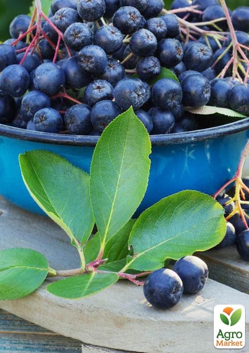 Горобина чорноплідна 2-річна "Nero" вкорінена в контейнері - фото 5