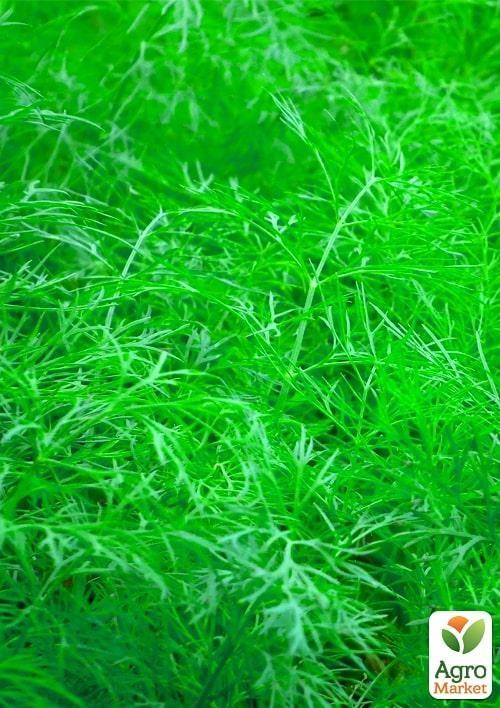 Укроп "Бэлли" (в банке) ТМ "Весна Органик" 15г