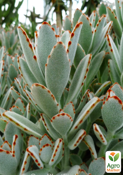 Каланхоэ Эриофилла (войлочное)