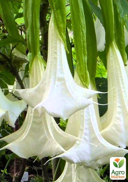 Бругмансія деревоподібна "White" - фото 3
