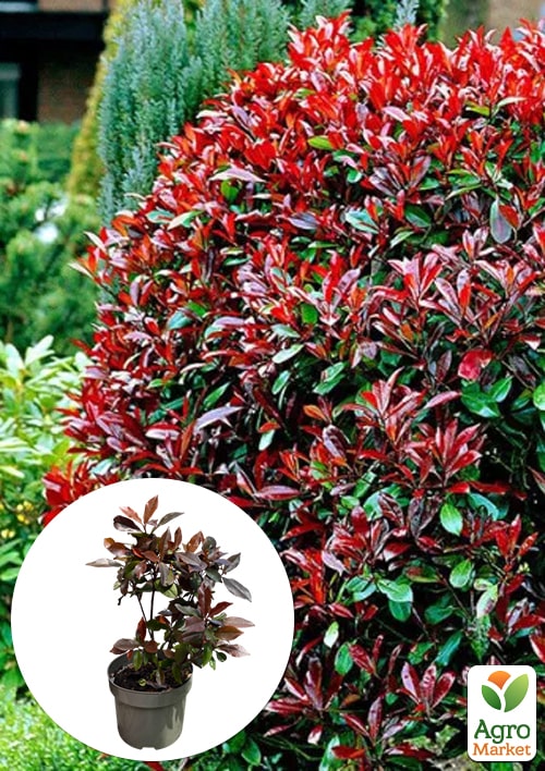 LMTD Фотиния "Red Robin" 45-55см