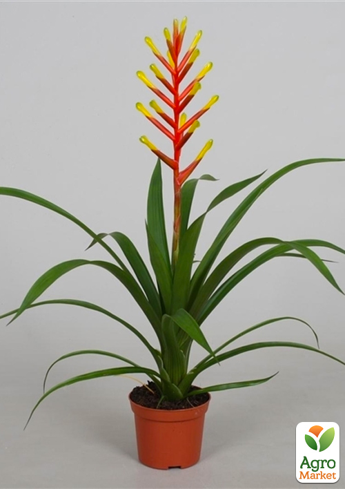 Гузмания "Dissitiflora" - фото 6