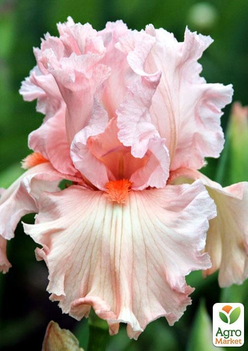 Ірис бородатий великоквітковий "Happenstance" 1шт в упаковці