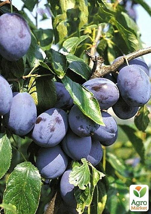 Слива "Ганита" (летний сорт, среднепоздний срок созревания) - фото 6