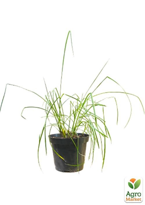Міскантус китайський "Graziella" вазон С2 - фото 3
